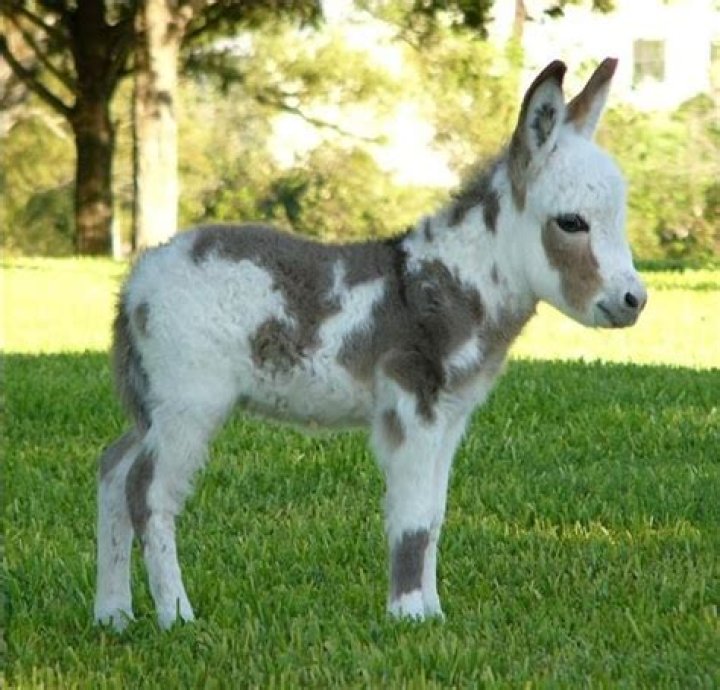 Adorable Baby Donkeys: What Are They Called?