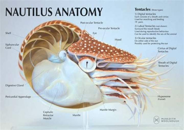 Nautilus Facts: Shells, Tentacles & More!