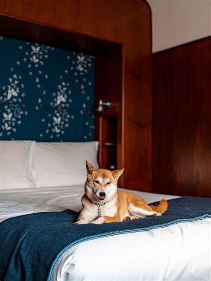 Pet-Friendly Hotels in Albuquerque: Top Stays for You & Your Pup