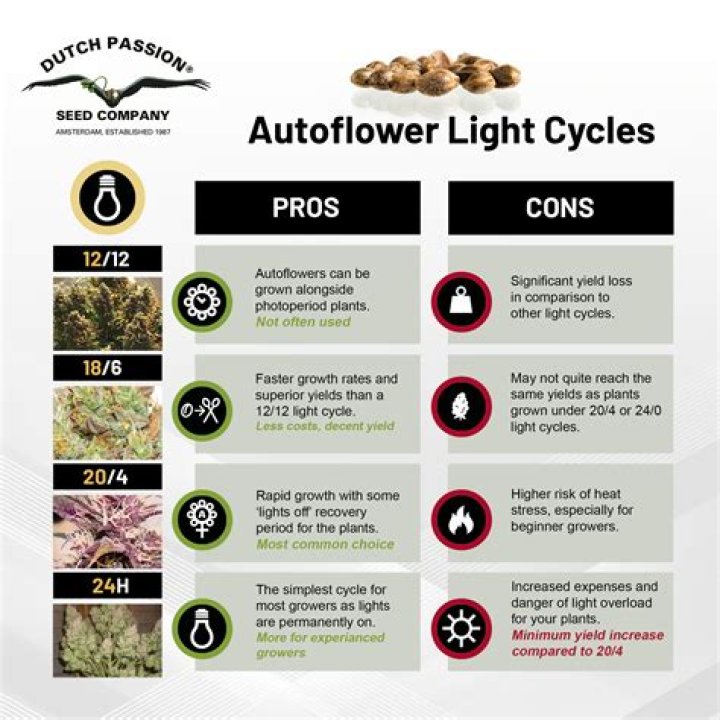 Top 10 High-Yield Autoflower Strains