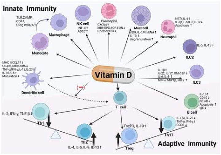 Vitamin D & Immunity: Unlocking the Secrets to a Stronger Immune System