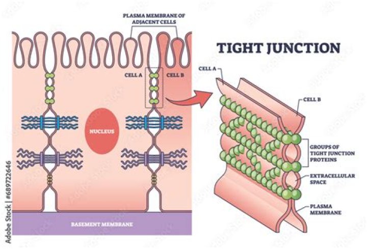What is Desi Junction 18+? A Guide